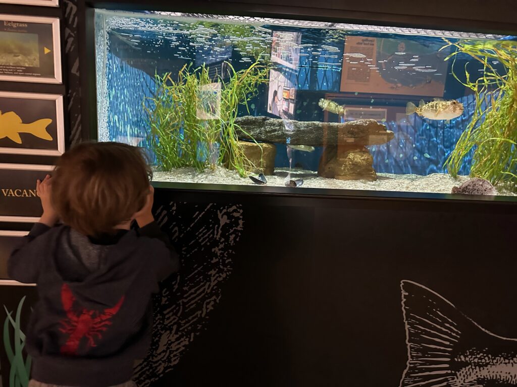 Things to do with little kids in Falmouth, MA - Woods Hole Aquarium